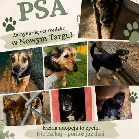 Adopcja psów ze schroniska w Szczawnicy